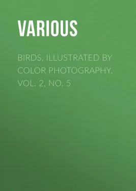 Various Birds, Illustrated by Color Photography, Vol. 2, No. 5 обложка книги