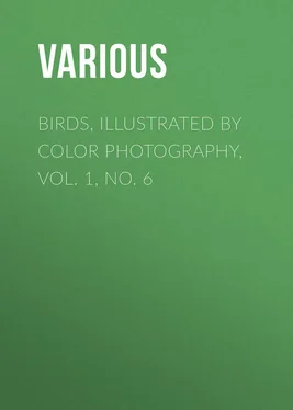 Various Birds, Illustrated by Color Photography, Vol. 1, No. 6 обложка книги