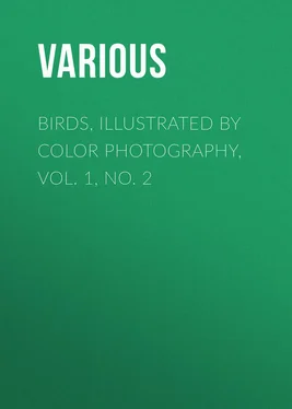 Various Birds, Illustrated by Color Photography, Vol. 1, No. 2 обложка книги