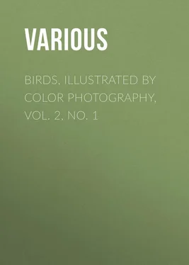 Various Birds, Illustrated by Color Photography, Vol. 2, No. 1 обложка книги