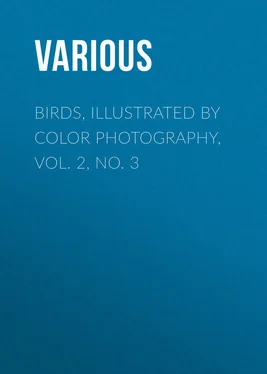 Various Birds, Illustrated by Color Photography, Vol. 2, No. 3 обложка книги