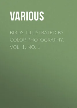 Various Birds, Illustrated by Color Photography, Vol. 1, No. 1 обложка книги