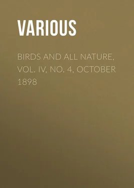 Various Birds and all Nature, Vol. IV, No. 4, October 1898 обложка книги
