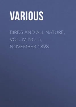Various Birds and All Nature, Vol. IV, No. 5, November 1898 обложка книги