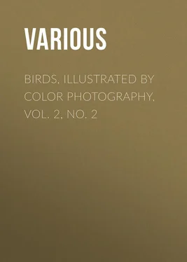 Various Birds, Illustrated by Color Photography, Vol. 2, No. 2 обложка книги