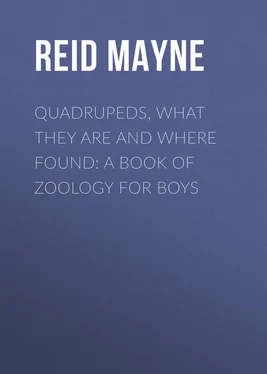 Mayne Reid Quadrupeds, What They Are and Where Found: A Book of Zoology for Boys обложка книги