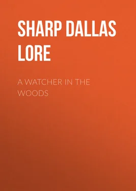 Dallas Sharp A Watcher in The Woods обложка книги