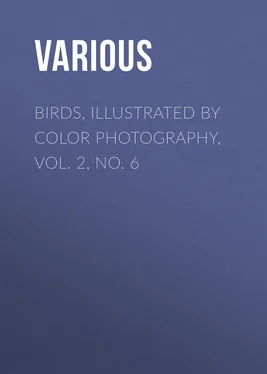 Various Birds, Illustrated by Color Photography, Vol. 2, No. 6 обложка книги