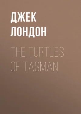 Джек Лондон The Turtles of Tasman обложка книги