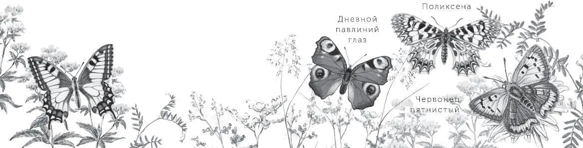А какой лес весёлый А страшный Весела и приветлива берёзовая роща Зелёная и - фото 3