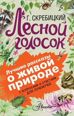 Георгий Скребицкий Лесной голосок. С вопросами и ответами для почемучек обложка книги