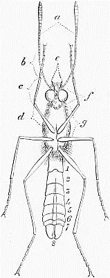 Fig 3 Body of a Butterfly Under Side 17 segments of the abdomen 8 - фото 3
