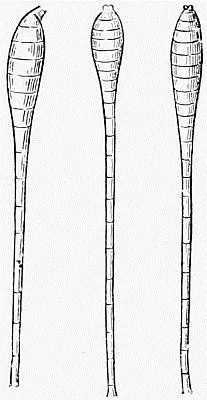 Fig 5 Antennæ of Butterflies Fig 6 Antennæ of Moths The antennæ - фото 5
