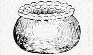 Fig 13 Egg of the Vapourer Moth It may be surmised from the accompanying - фото 13