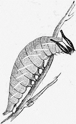 Fig 16 The Caterpillar of the Purple Emperor Butterfly We have seen that - фото 16