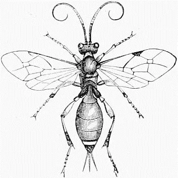 Fig 17 An Ichneumon Fly Cryptus Migrator Fig 18 Another Ichneumon - фото 17
