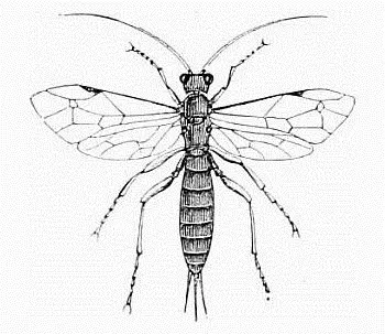 Fig 18 Another Ichneumon Fly Pimpla Instigator As for the caterpillar - фото 18