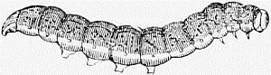 Fig 19 The Caterpillar of the Angle Shades Moth Meticulosa If you - фото 19