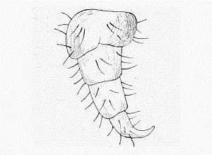 Fig 20 Walking Leg of a Caterpillar Now let us examine the caterpillars - фото 20