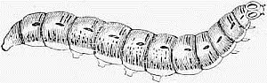 Fig 21 Larva of the Yellow Underwing Moth Pronuba Fig 22 Larva of - фото 21