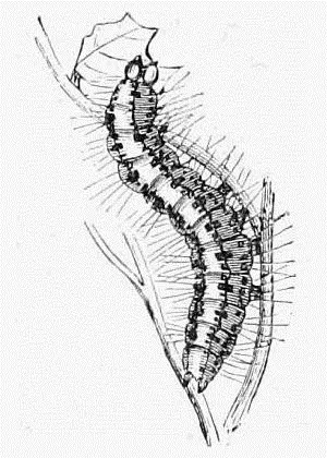 Fig 22 Larva of the Crimson Speckled Moth Pulchella Fig 23 Larva of - фото 22