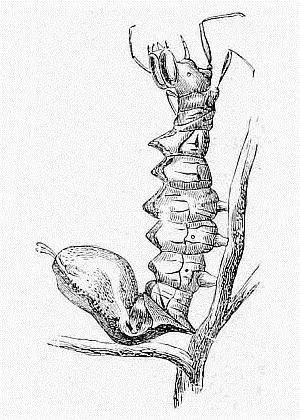 Fig 23 Larva of the Lobster Moth Fagi Look at the peculiar caterpillar - фото 23