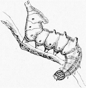 Fig 24 Caterpillar of the Iron Prominent Moth Dromedarius Fig 25 - фото 24