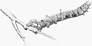 Fig 25 Larva of the Brimstone Moth Luteolata These limbs which we have - фото 25