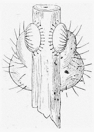 Fig 26 The Claspers of a Caterpillar But if your caterpillar is one of the - фото 26