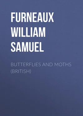 William Furneaux Butterflies and Moths (British) обложка книги