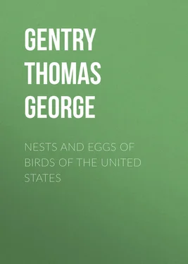 Thomas Gentry Nests and Eggs of Birds of The United States обложка книги