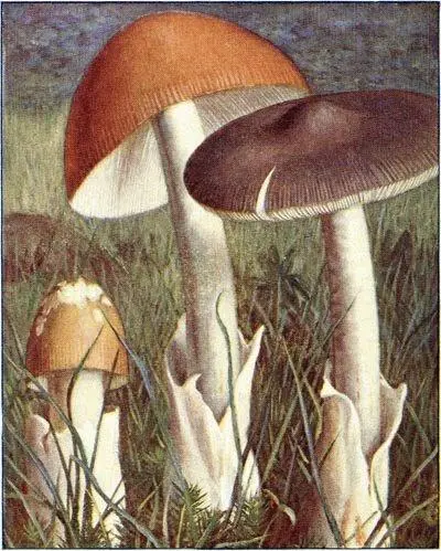Amanite vaginée Amanita vaginata Comestible Lépiote élevée Lepiota - фото 8