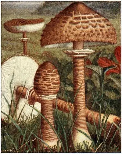 Lépiote élevée Lepiota procera Comestible très apprécié Lépiote - фото 9