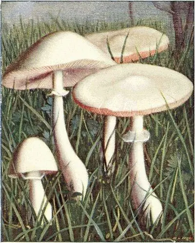 Lépiote pudique Lepiota pudica Comestible Armillaire couleur de miel - фото 10