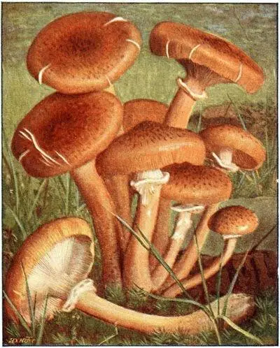 Armillaire couleur de miel Armillaria mellea Comestible peu délicat - фото 11