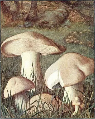Tricholome de la SaintGeorges Tricholoma Georgii Comestible excellent - фото 12