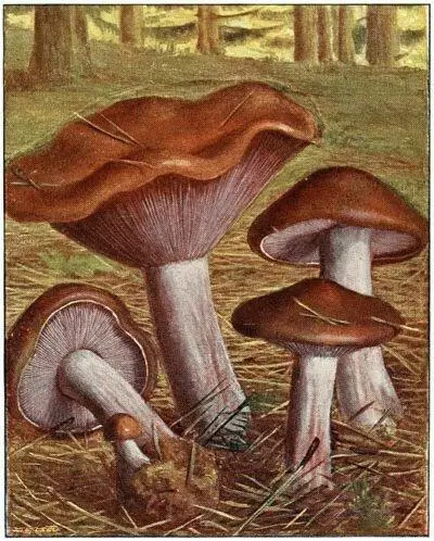 Tricholome nu Tricholoma nudum Comestible Tricholome ruiné - фото 13