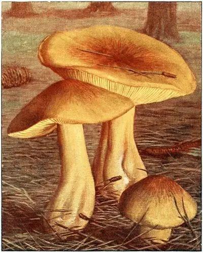Tricholome équestre Tricholoma equestre Comestible Tricholome terreux - фото 15