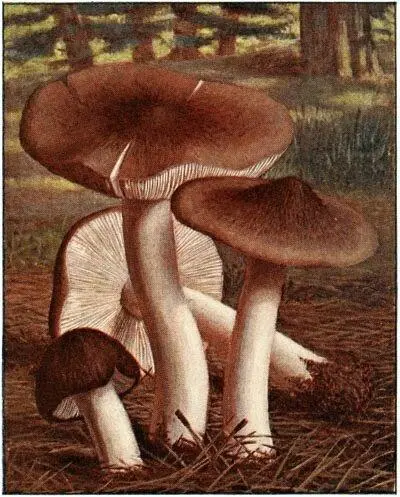Tricholome terreux Tricholoma terreum Comestible Tricholome russule - фото 16