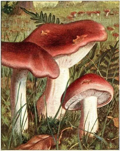 Tricholome russule Tricholoma russula Comestible excellent Collybie à - фото 17