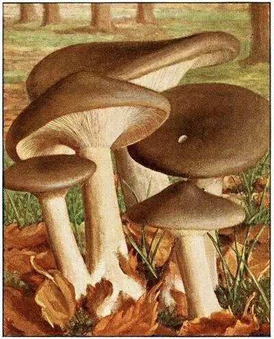Clitocybe nébuleux Clitocybe nebularis Comestible Clitocybe laqué - фото 19