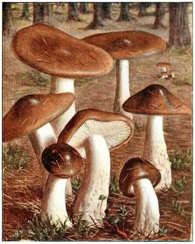 Hygrophore olivacéblanc Hygrophorus olivaceoalbus Comestible Russule - фото 21