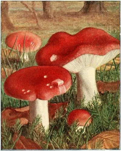 Russule émétique Russula emetica Vénéneux très poivré Chanterelle - фото 22
