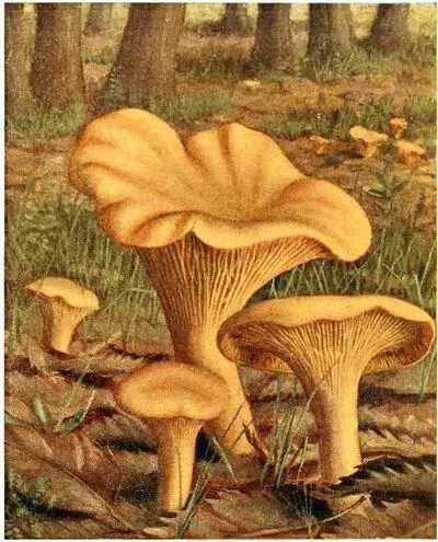 Chanterelle comestible Cantharellus cibarius Comestible Lactaire - фото 23