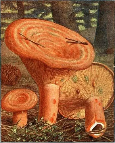 Lactaire délicieux Lactarius deliciosus Comestible Lactaire poivré - фото 24