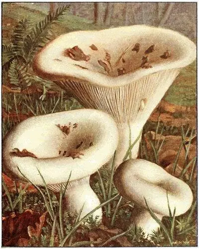 Lactaire poivré Lactarius piperatus Comestible peu délicat Lactaire - фото 25