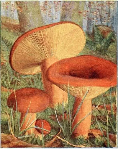 Lactaire orangé Lactarius volemus Comestible Lactaire aux tranchées - фото 26