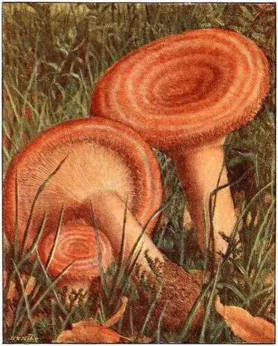 Lactaire aux tranchées Lactarius torminosus Vénéneux Lactaire taché - фото 27