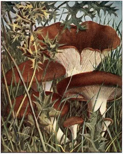 Pleurote de lEryngium Pleurotus Eryngii Comestible excellent Russule - фото 30
