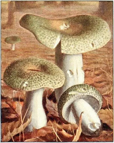 Russule vertdegris Russula virescens Comestible Russule cyanoxanthe - фото 31